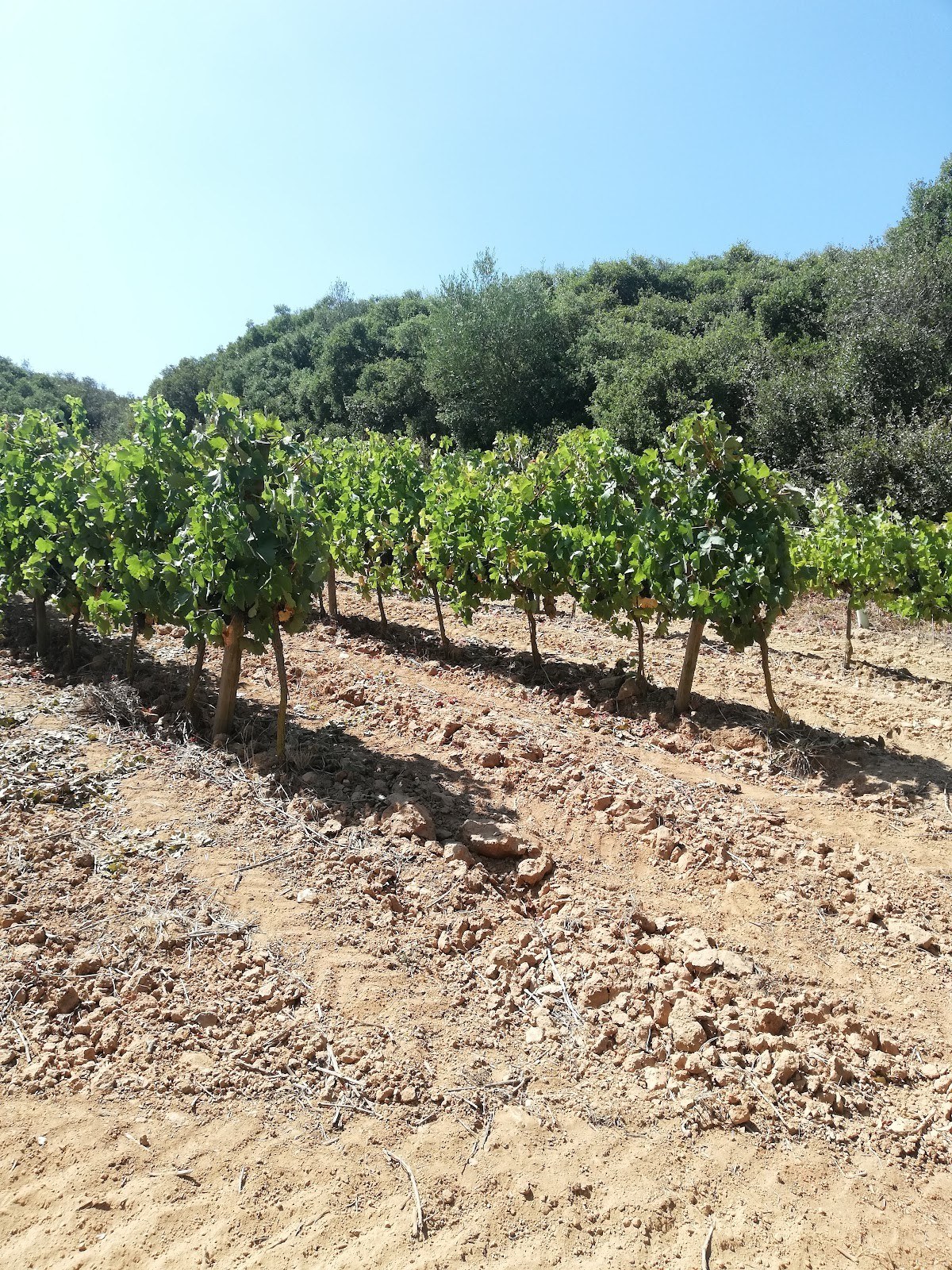 Quinta da Portucheira