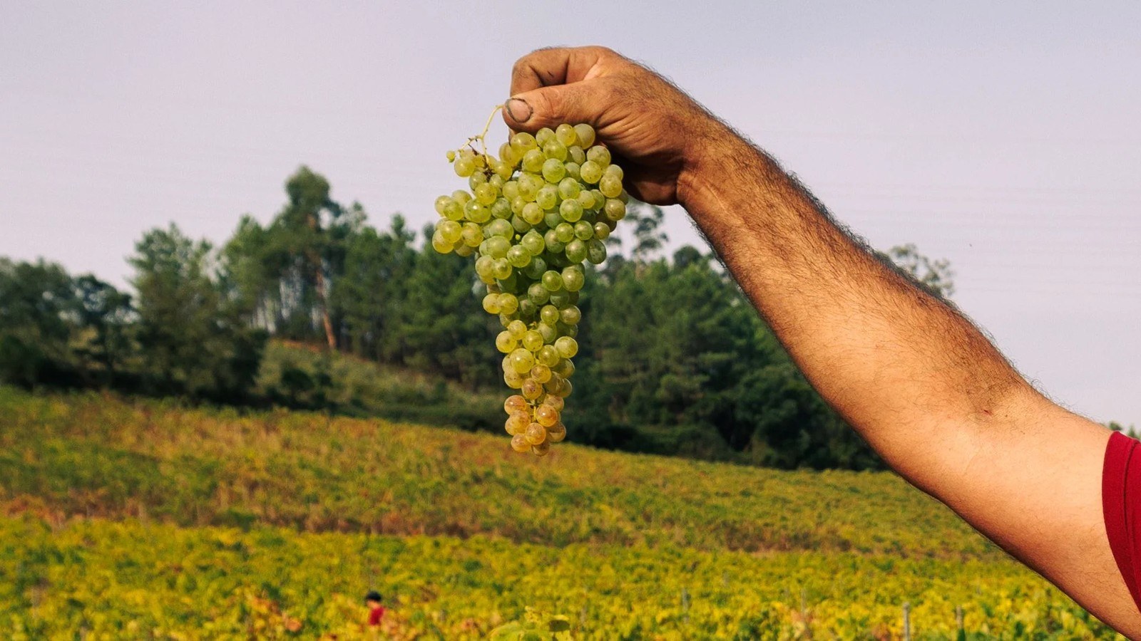 Quinta do Ortigão