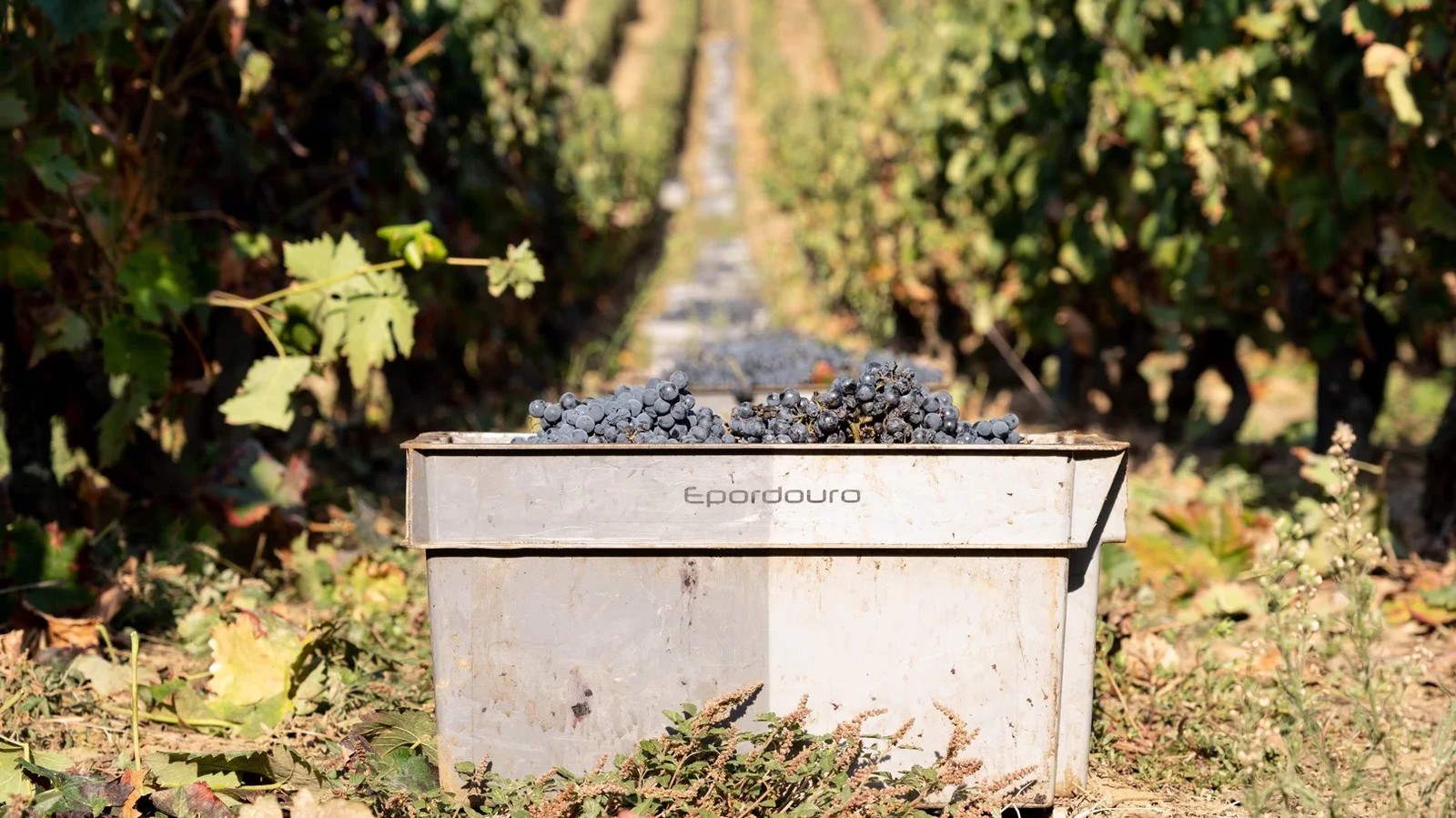 Epordouro - Vinhos e Azeites do Douro, S.A.