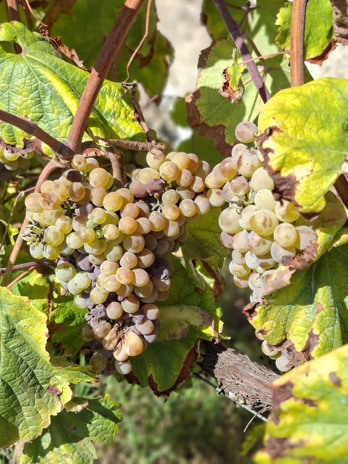 Quinta do Baija
