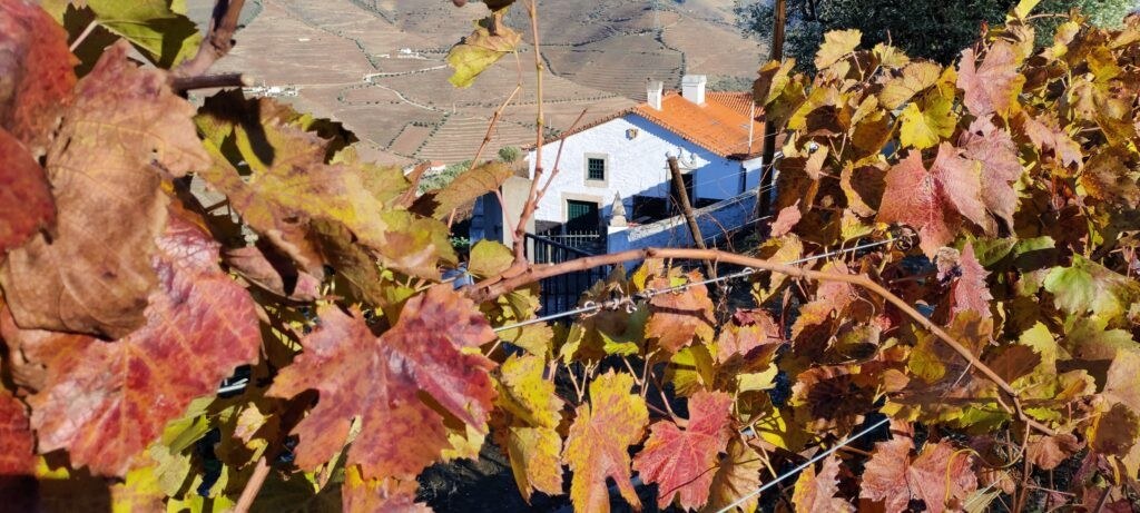 Quinta dos Poços - Sociedade Agrícola José Mesquita Guimarães, Lda.