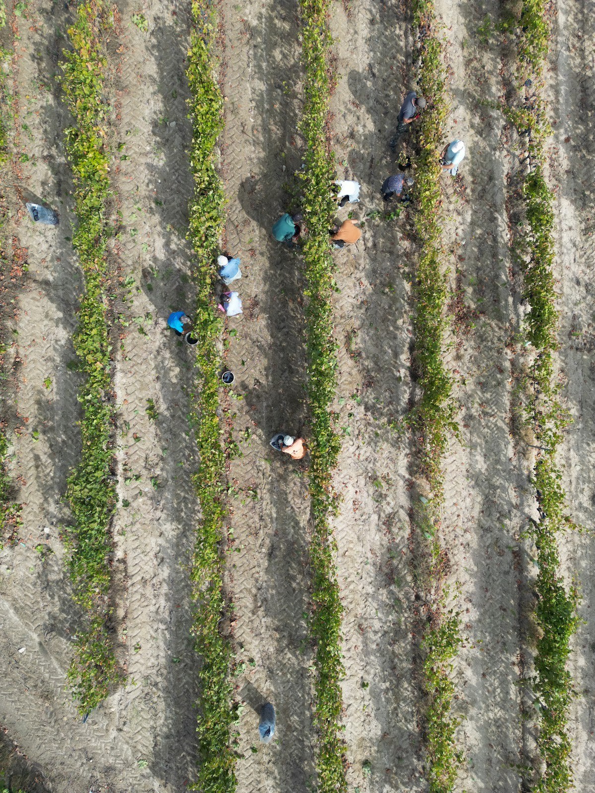 Vinha Quinta do Clero