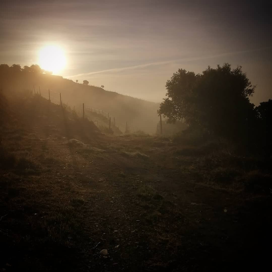 QUINTA do CEDRO | VINHA do MONTENEGRO