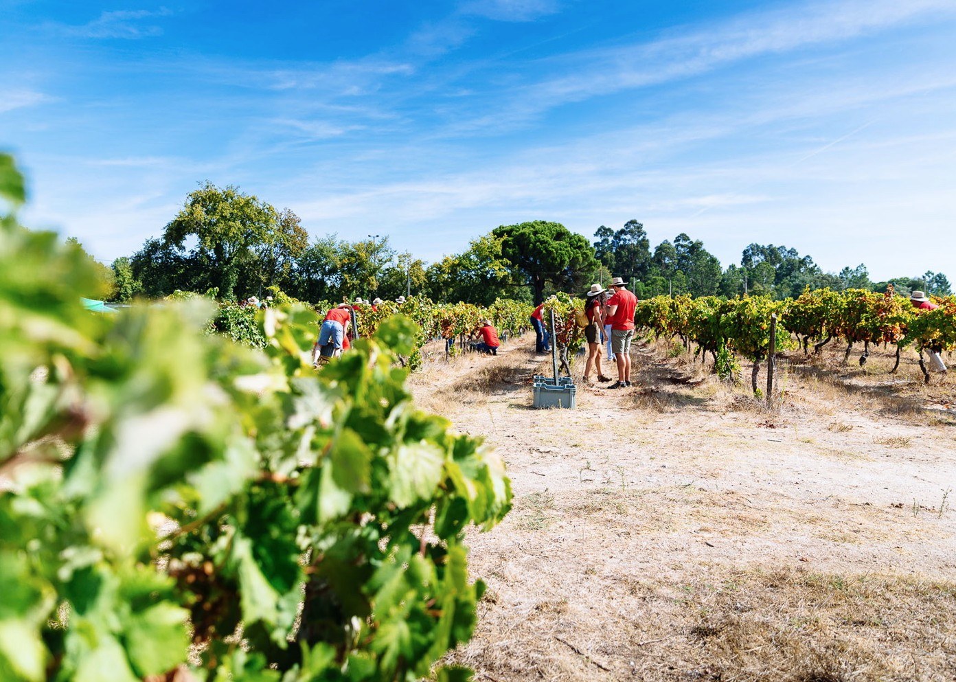 Magnum Wines - Quinta do Ribeiro Santo (Loja/Shop)