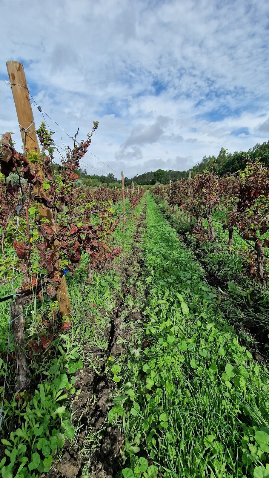 Ode Winery Captivates