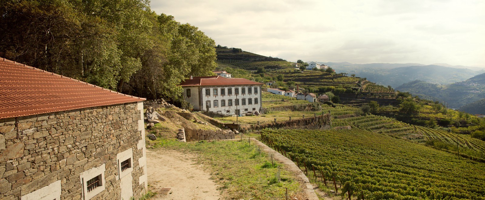 ANETO WINES
