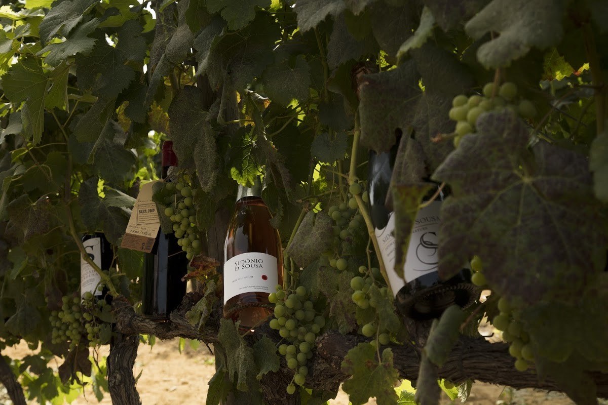 Vinhos Sidónio de Sousa