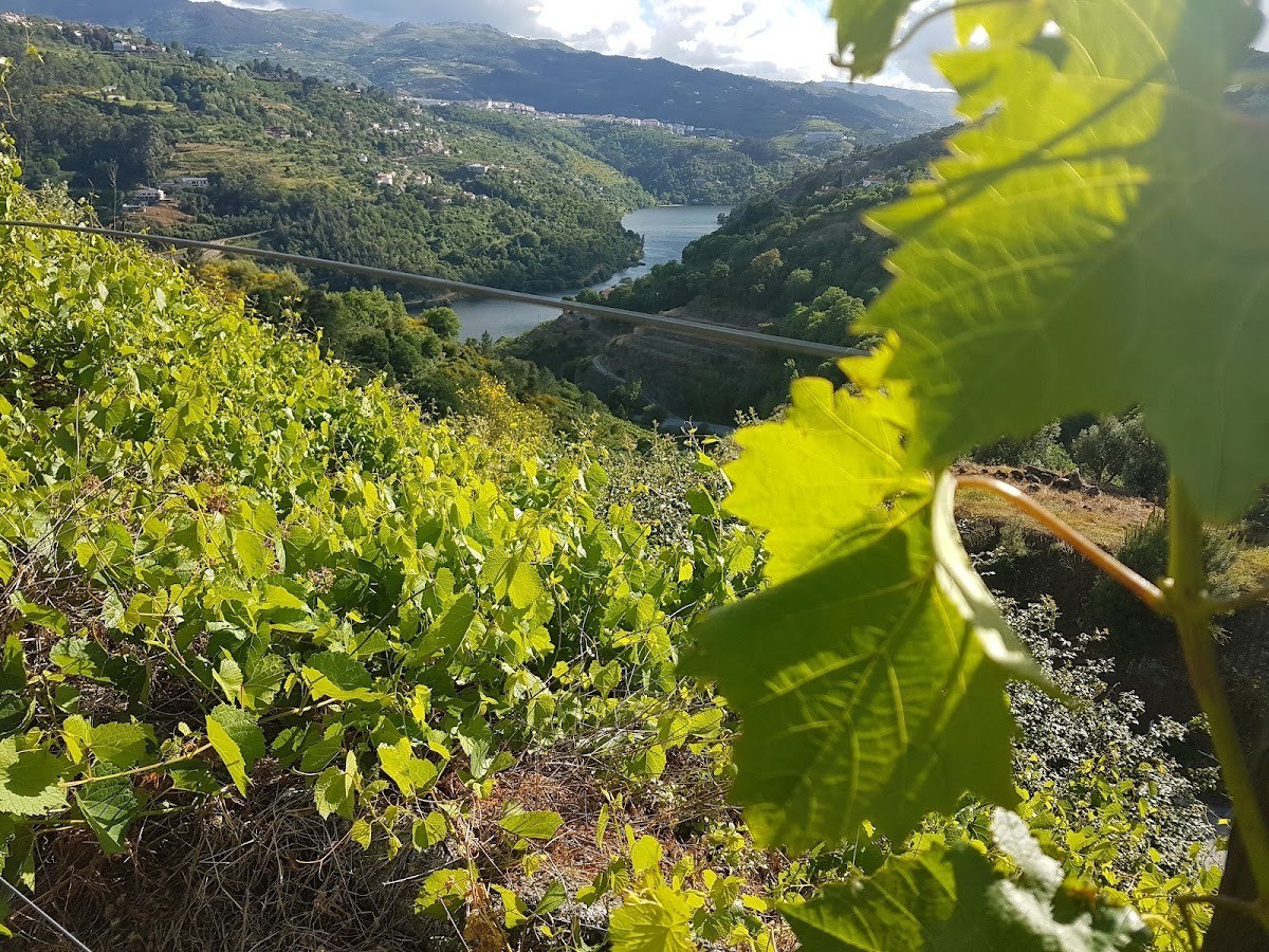 Quinta Miradouro dos Dízimos