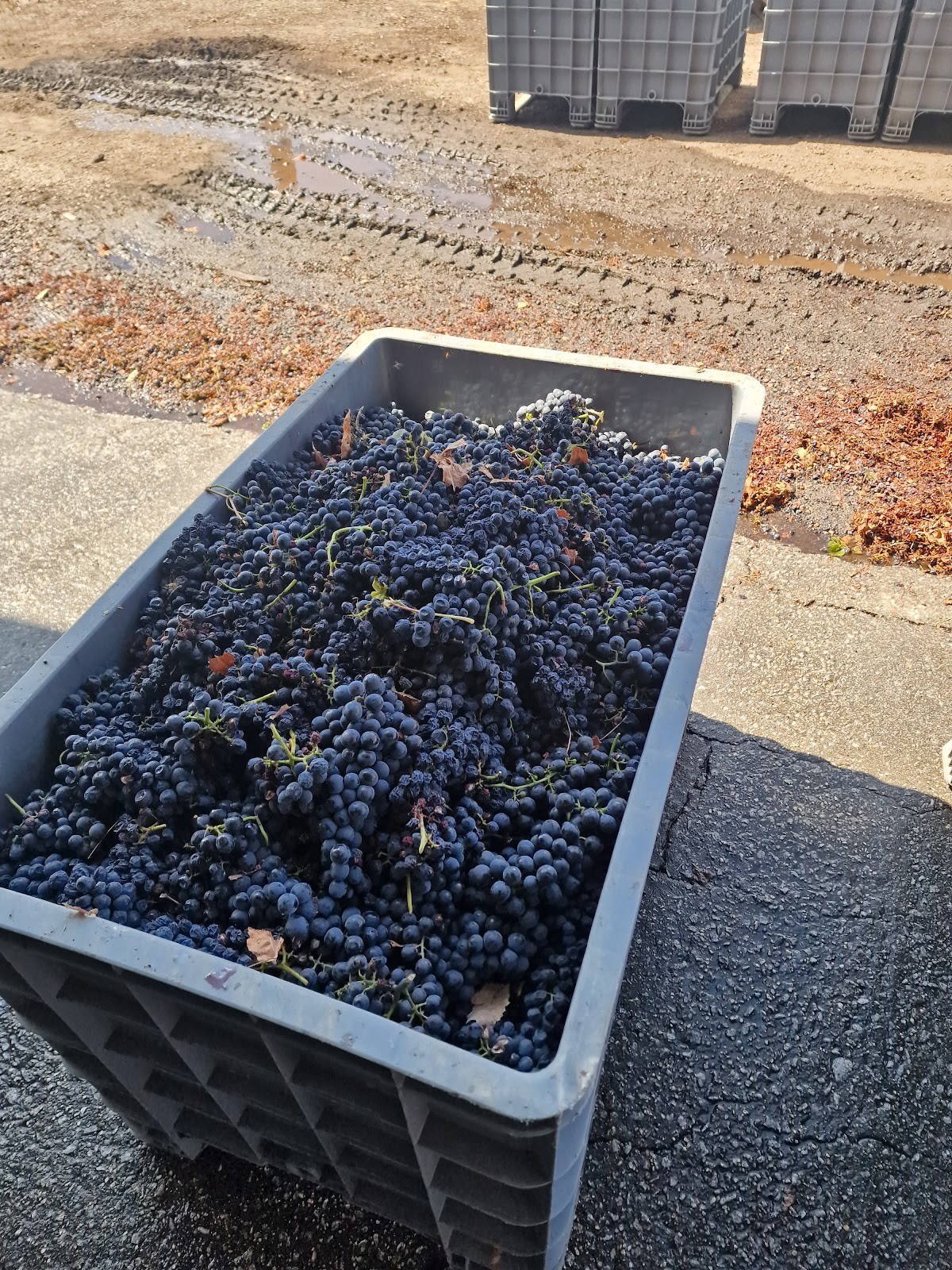 Adega Tavfer Vinhos Douro