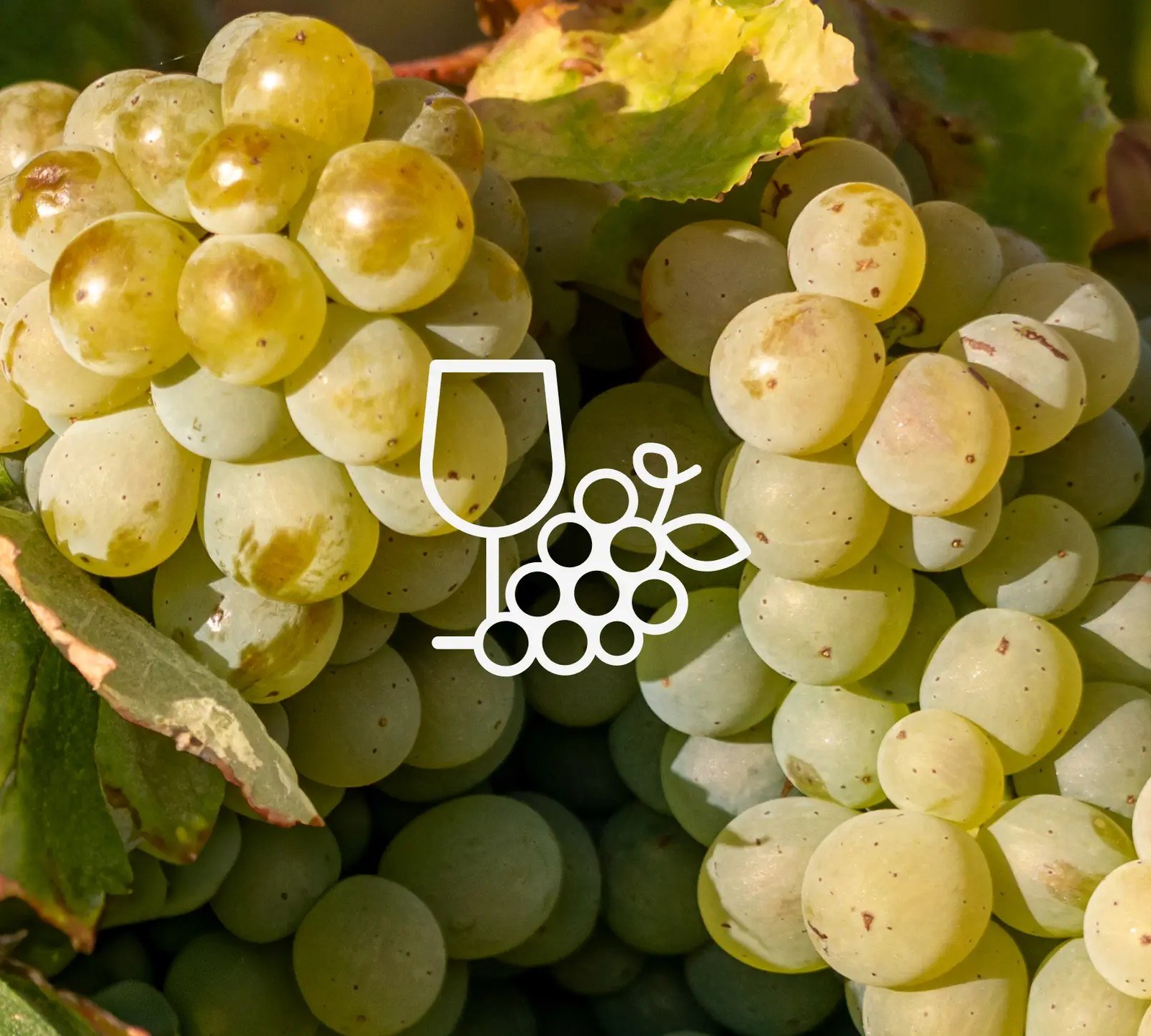 Solar do Vinho da Beira Interior CVRBI