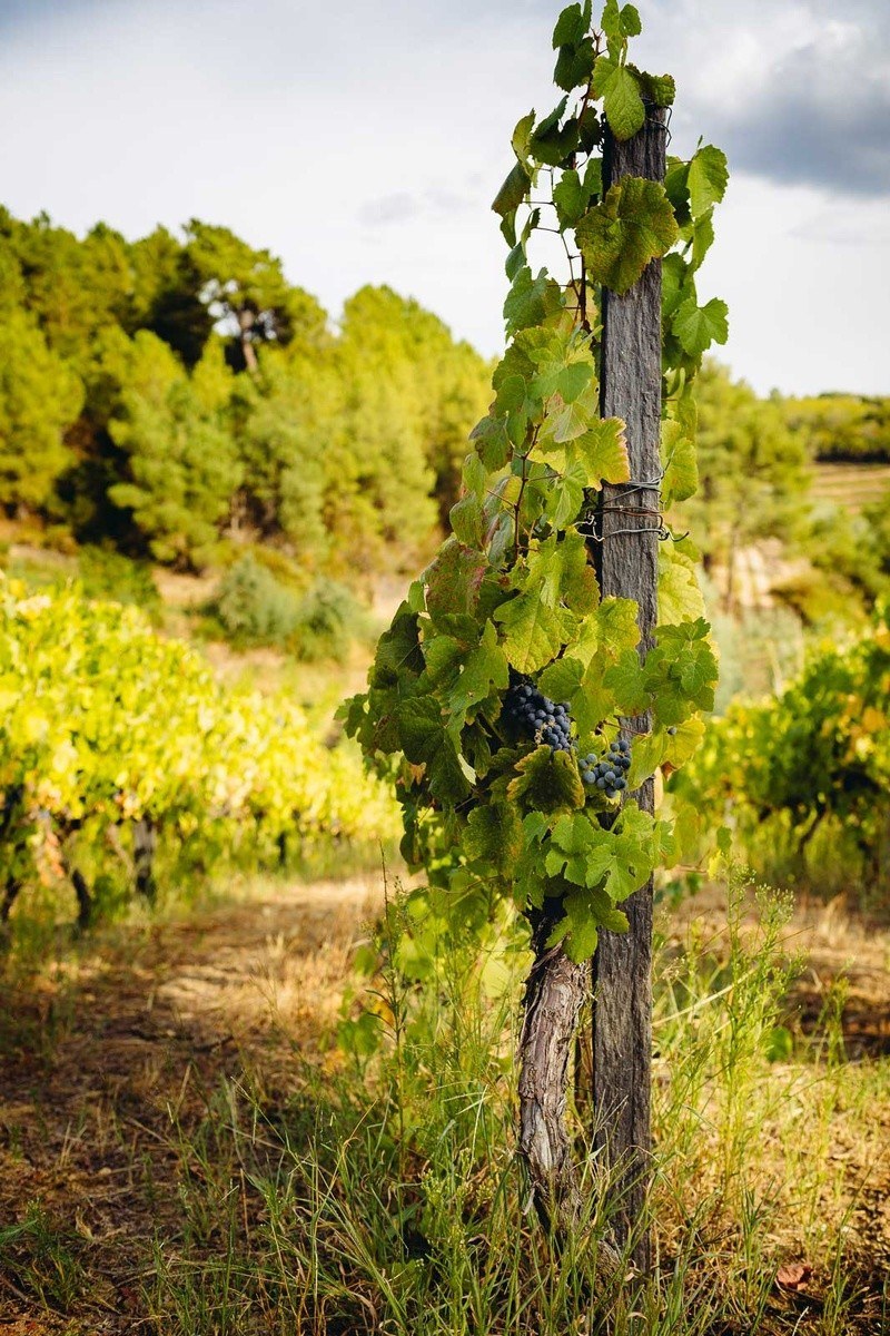 Quinta Da Pedra Alta
