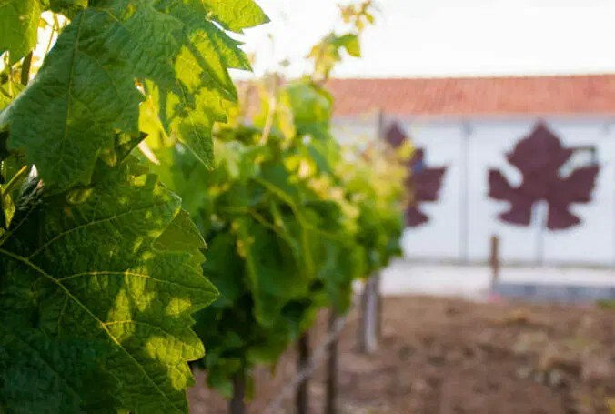 Elite Vinhos