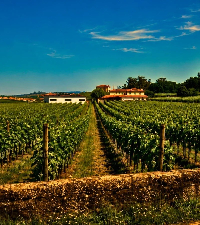 Quinta da Vinha