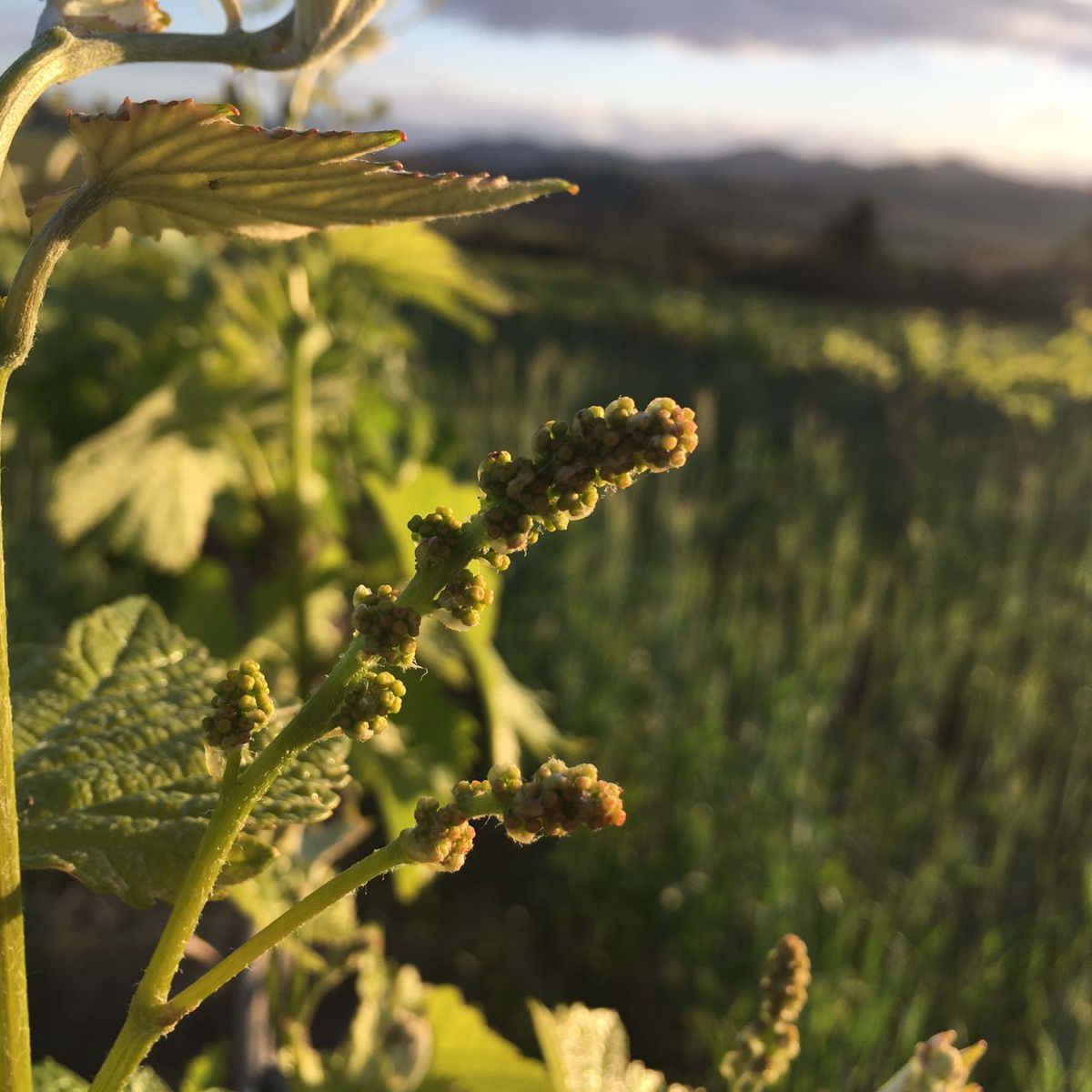 Running Stream Wines
