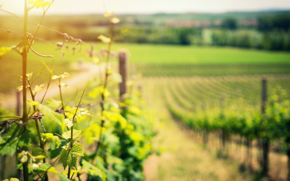 Jakob's Vineyards