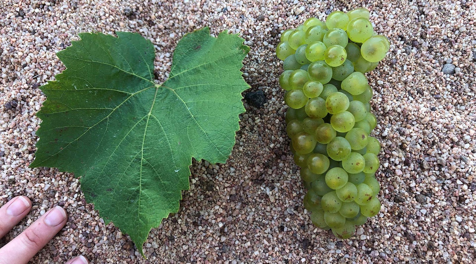 Hogan Wines