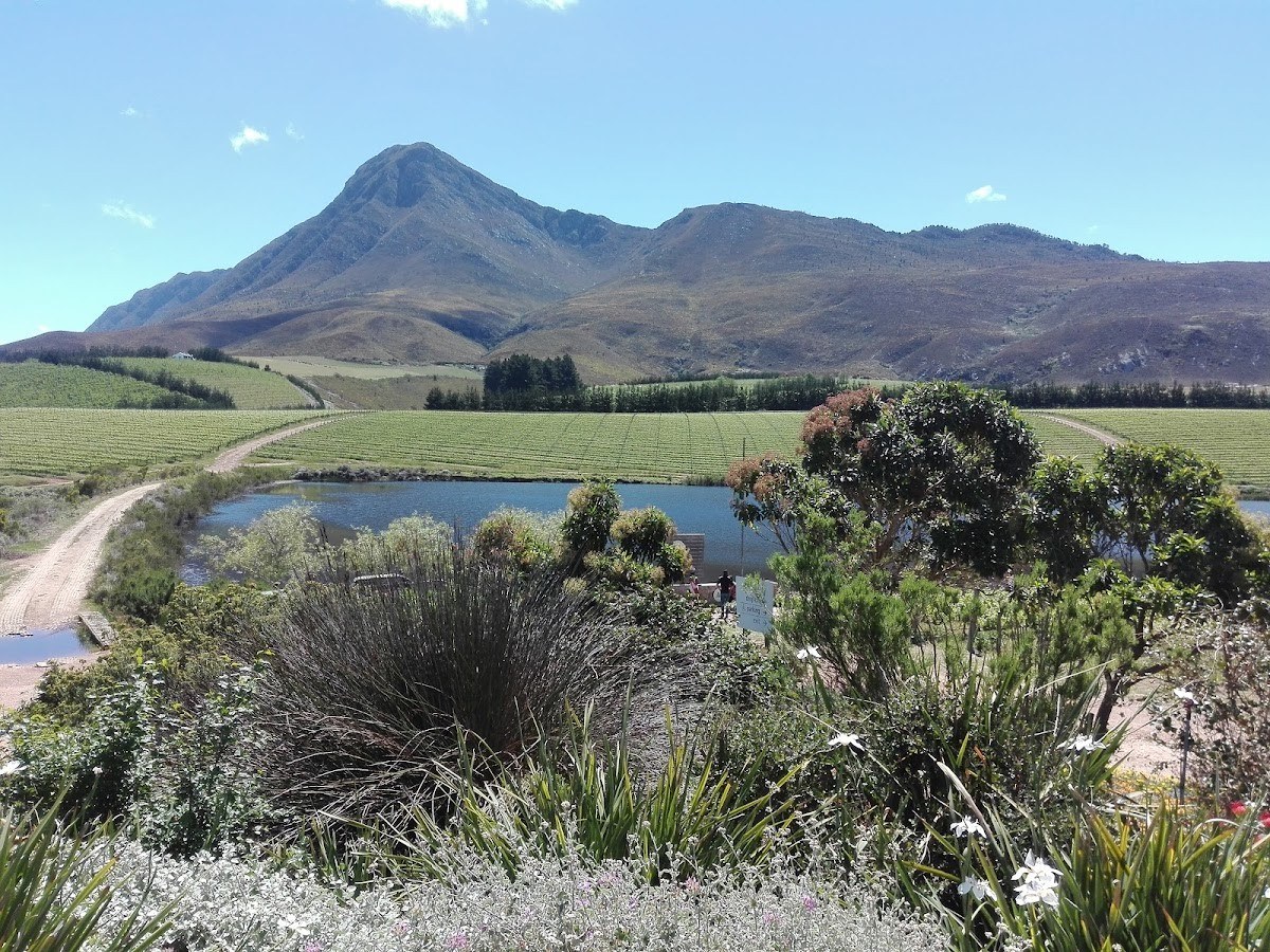 Mount Babylon Vineyards