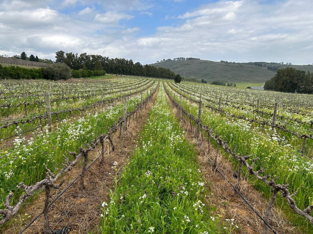 Morgenhof Wine Estate