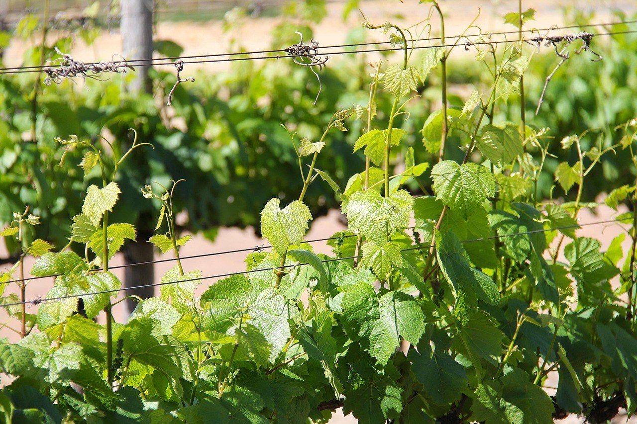 Dekkersvlei Vineyards