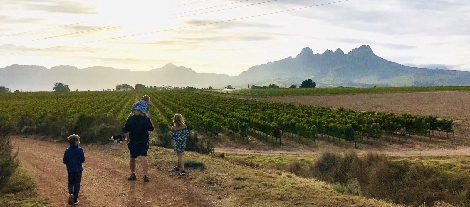 Foothills Vineyards