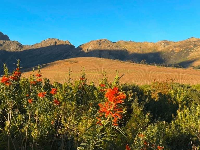 Oldenburg Vineyards