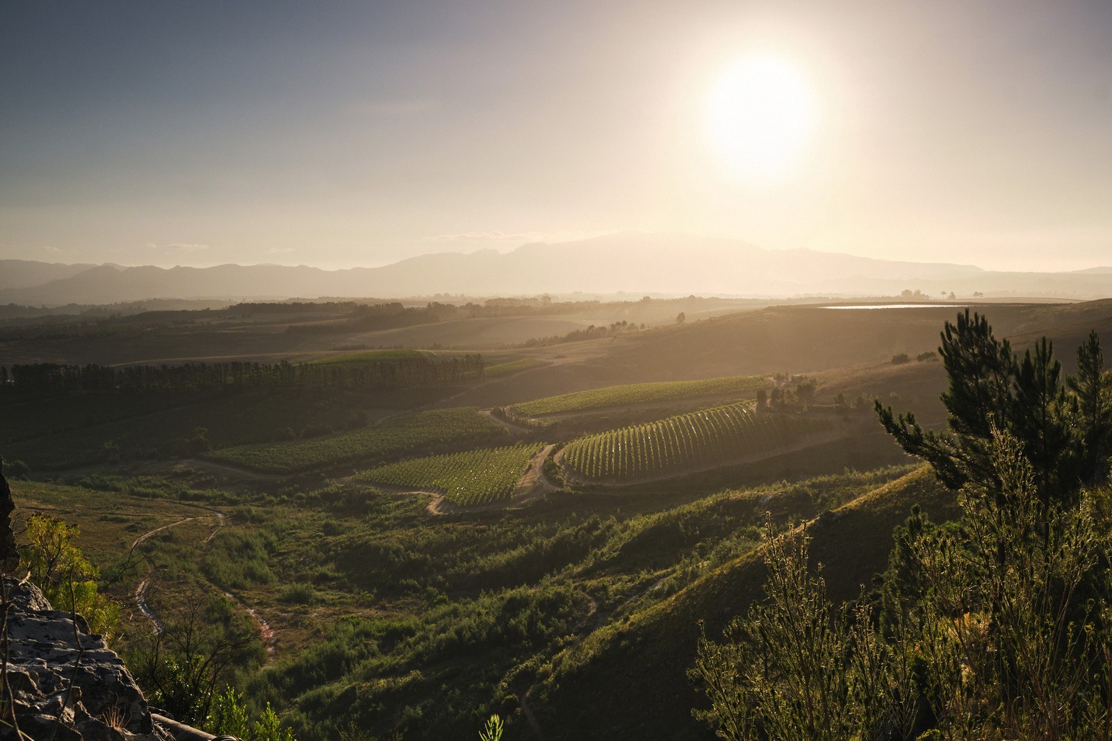 Paul Clüver Family Wines