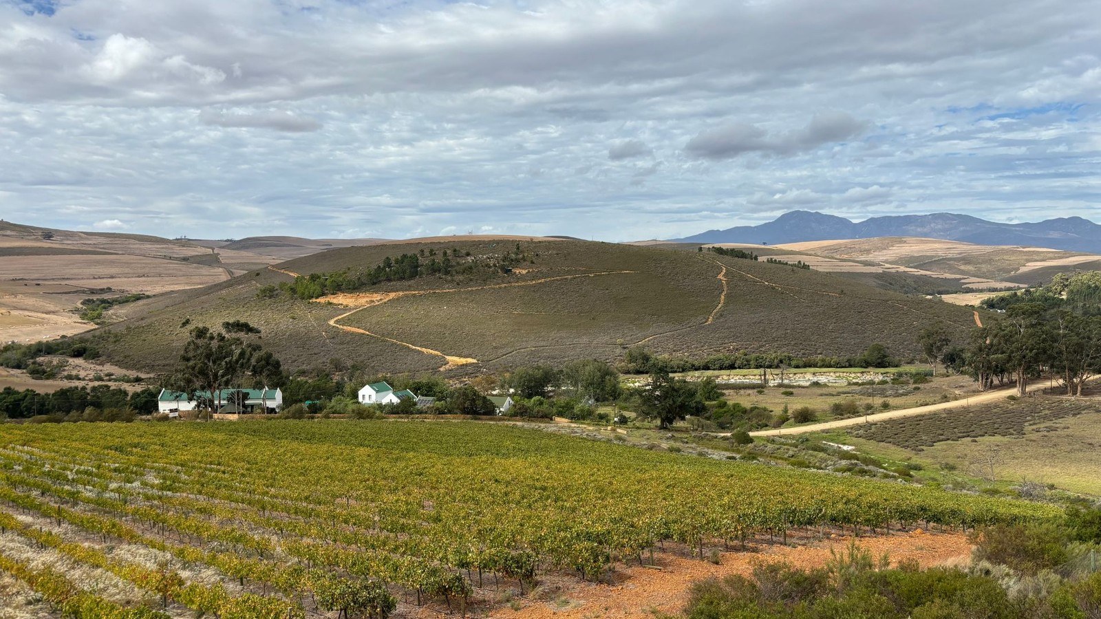 Waterleliefontein