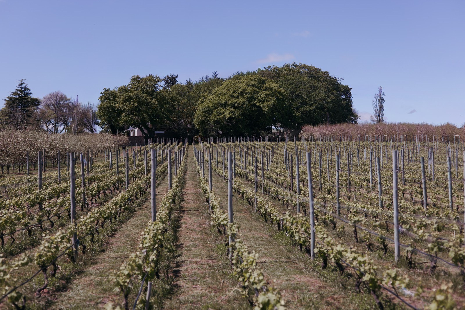 La Brune Wines