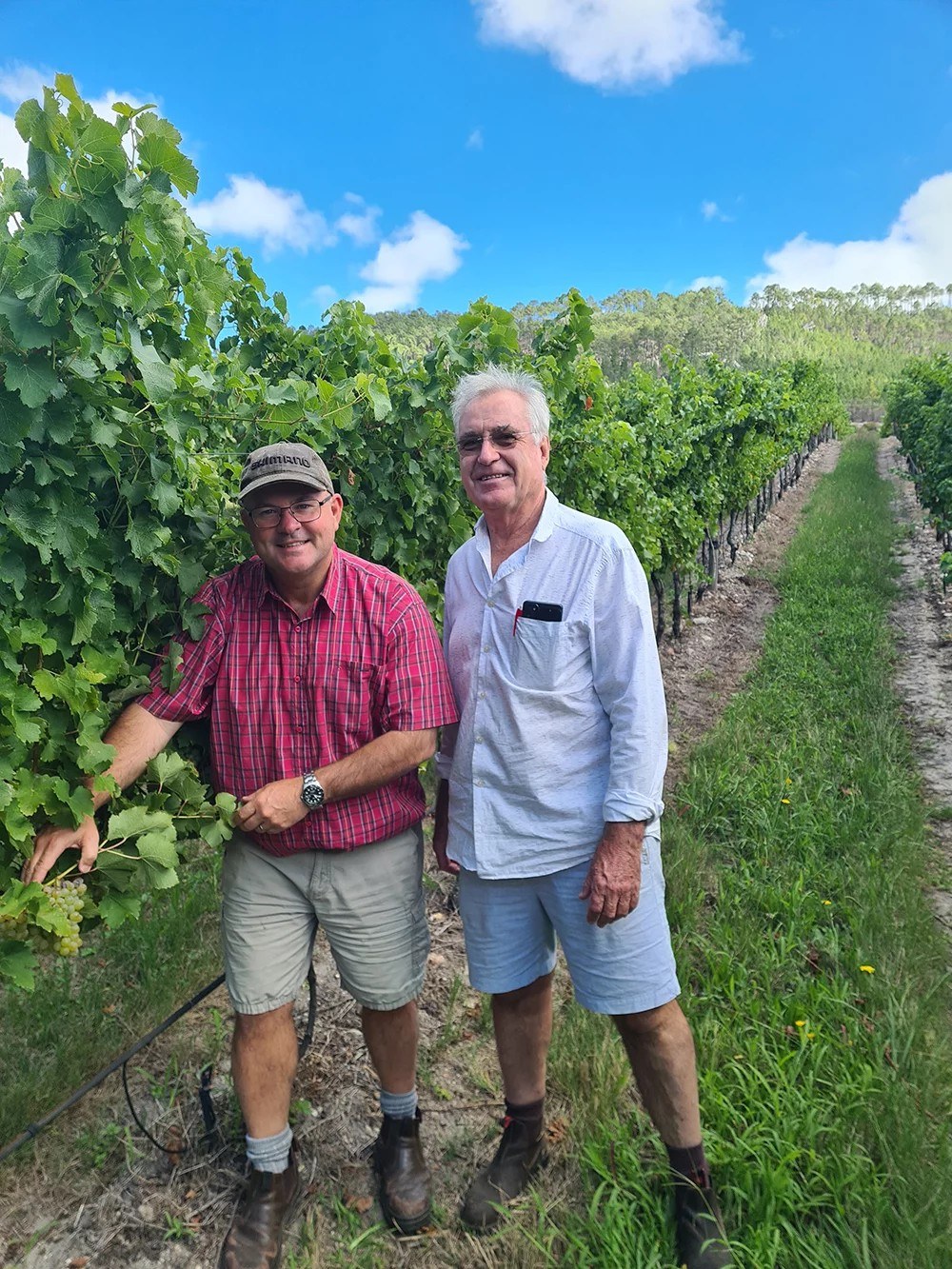 Shannon Vineyards & Wines