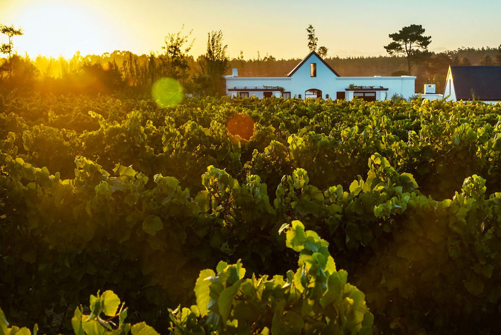 Newstead Wine Estate