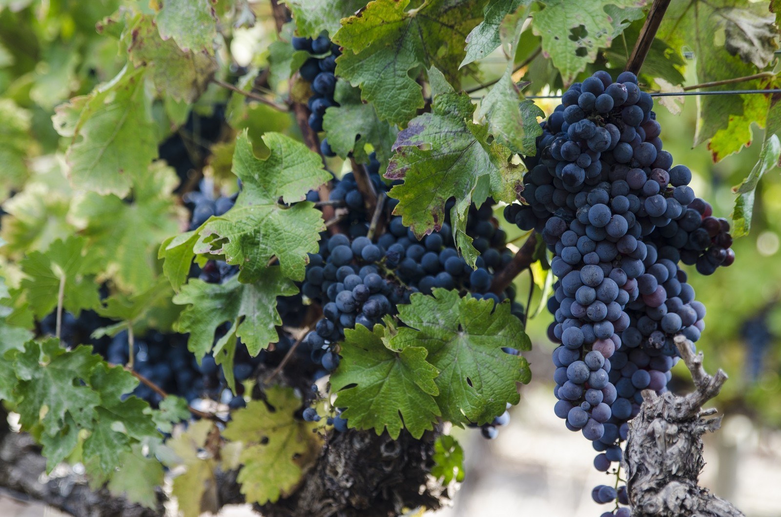 RUDERA WINES