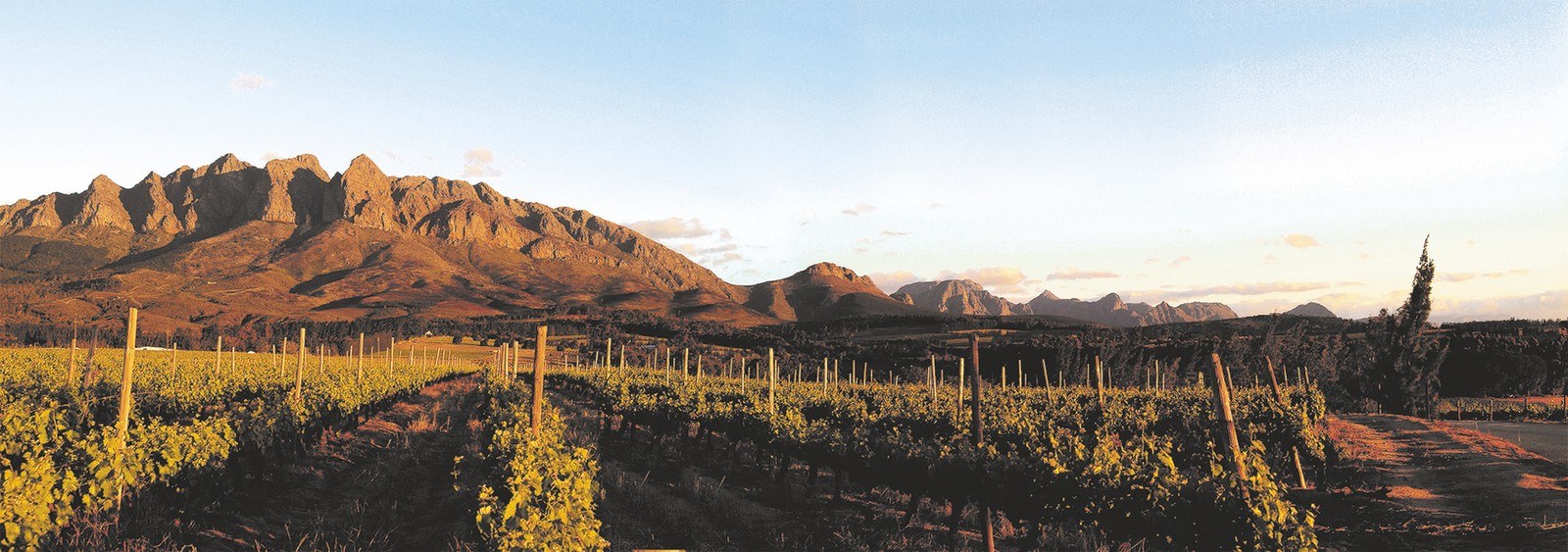 Napier Vineyards