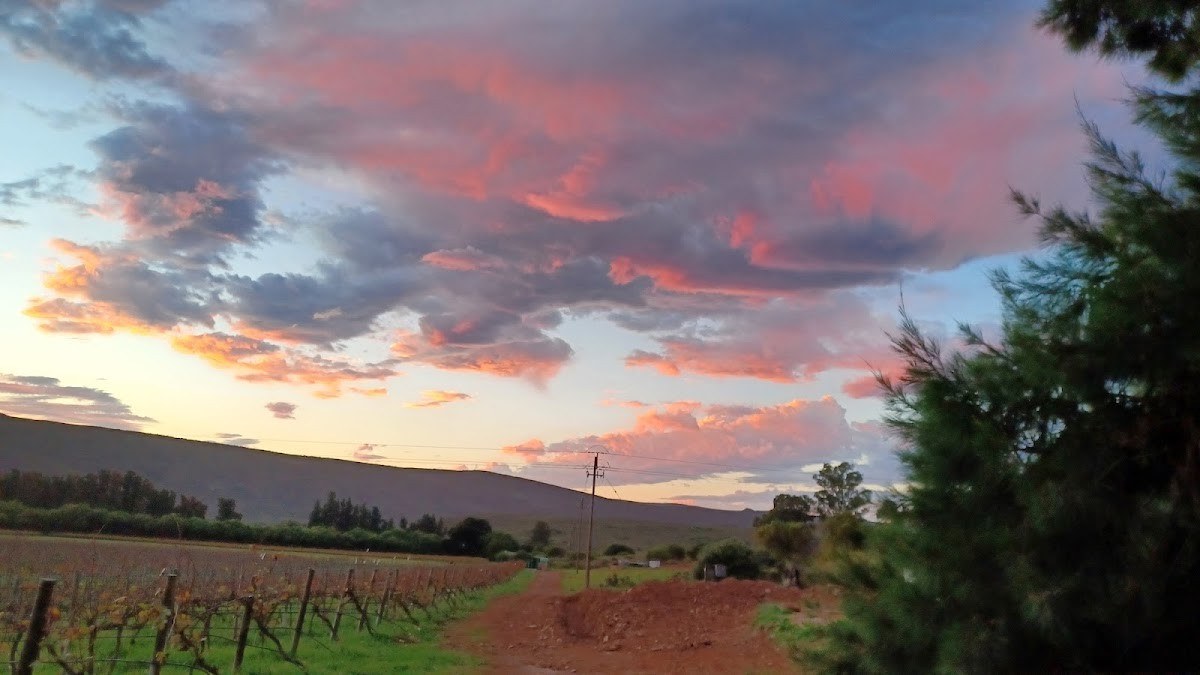 Solara Organic Wines