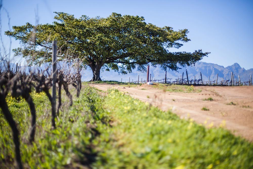 Mulderbosch Vineyards