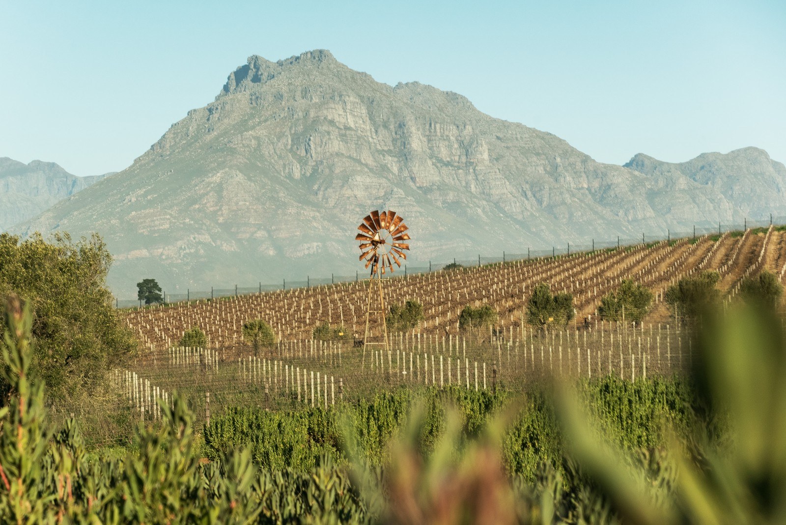 Botanica Wines
