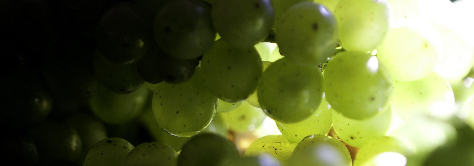 Bramon Wine Estate