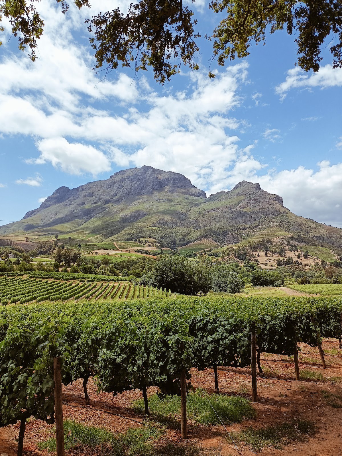 Fine Cape Wine