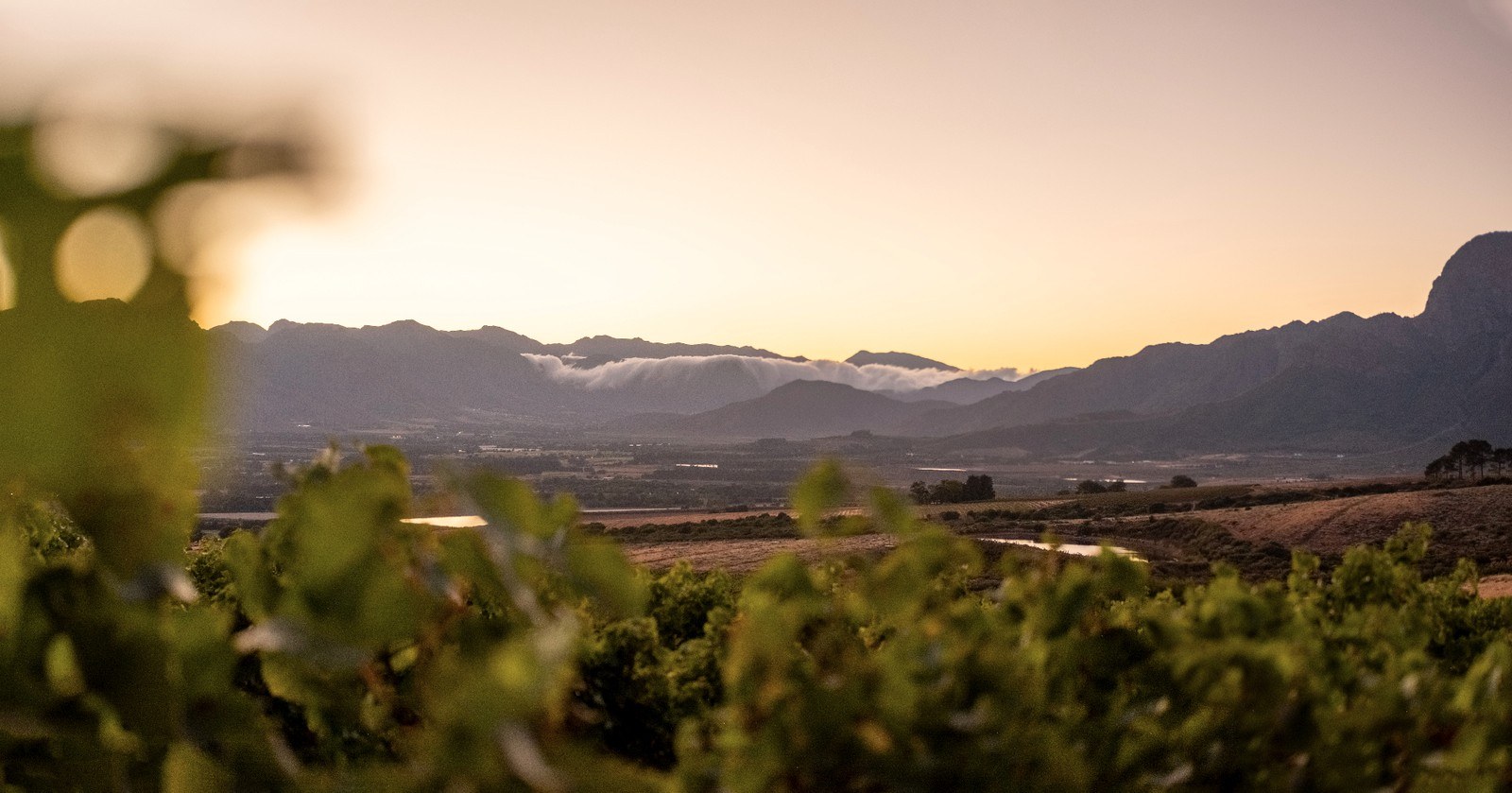 Plaisir Wine Estate