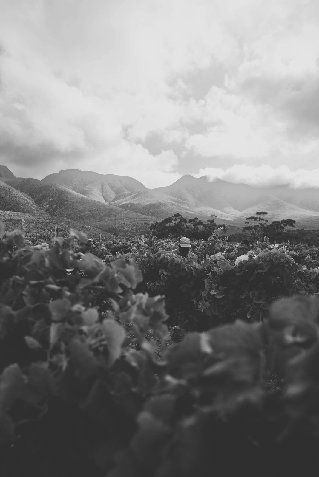 Landskein Wines - The Parlour