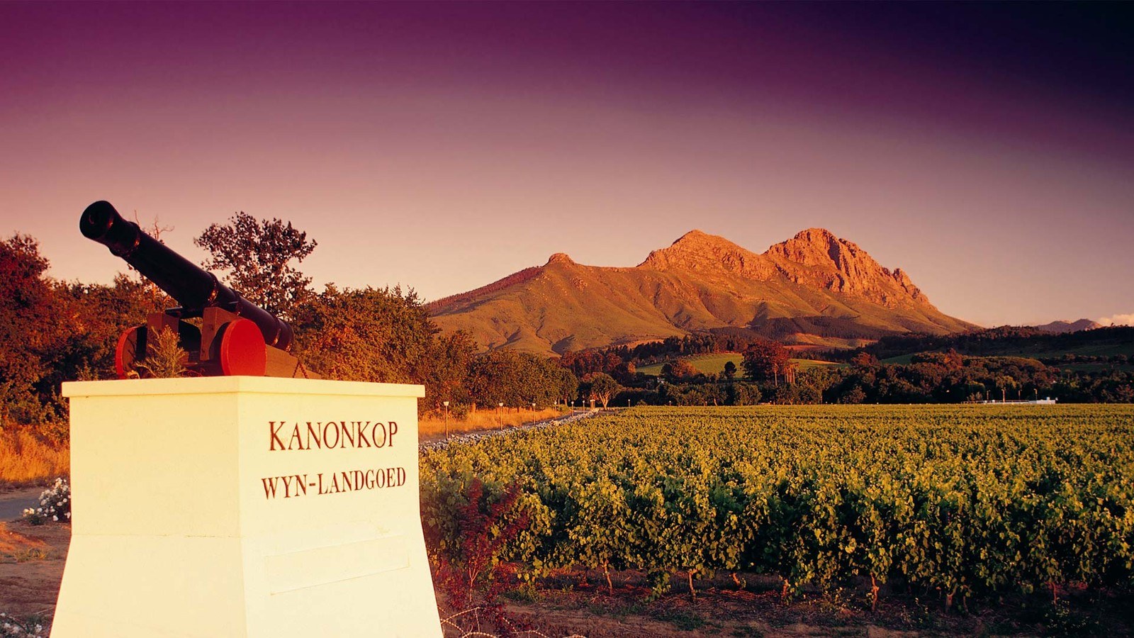 Kanonkop Wine Estate ( Ladybird Vineyards)