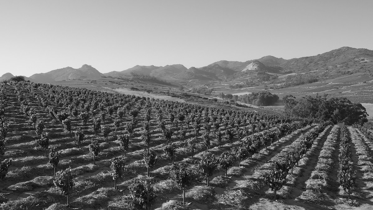 The Sadie Family Wines