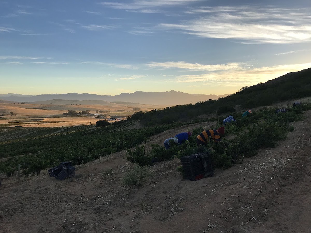 David & Nadia (Wine of origin Swartland)
