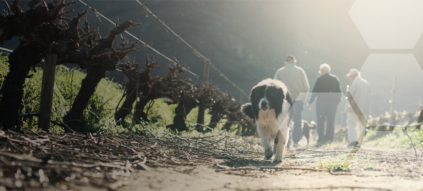 uniWines Vineyards - Groot Eiland