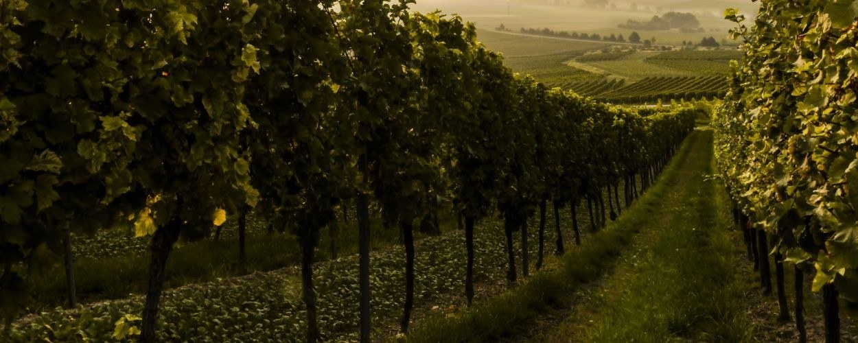 Skilpadvlei Wine Farm