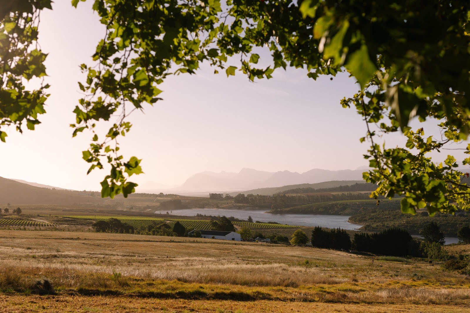 Hasher Family Wines