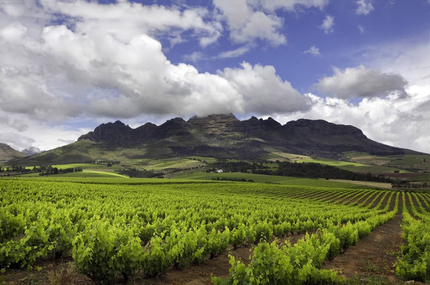 Pink Valley Wines & Restaurant