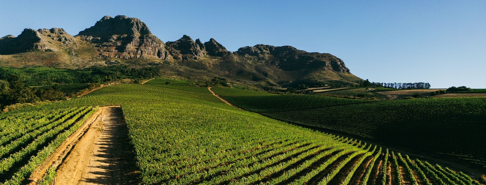 Alto Wine Estate