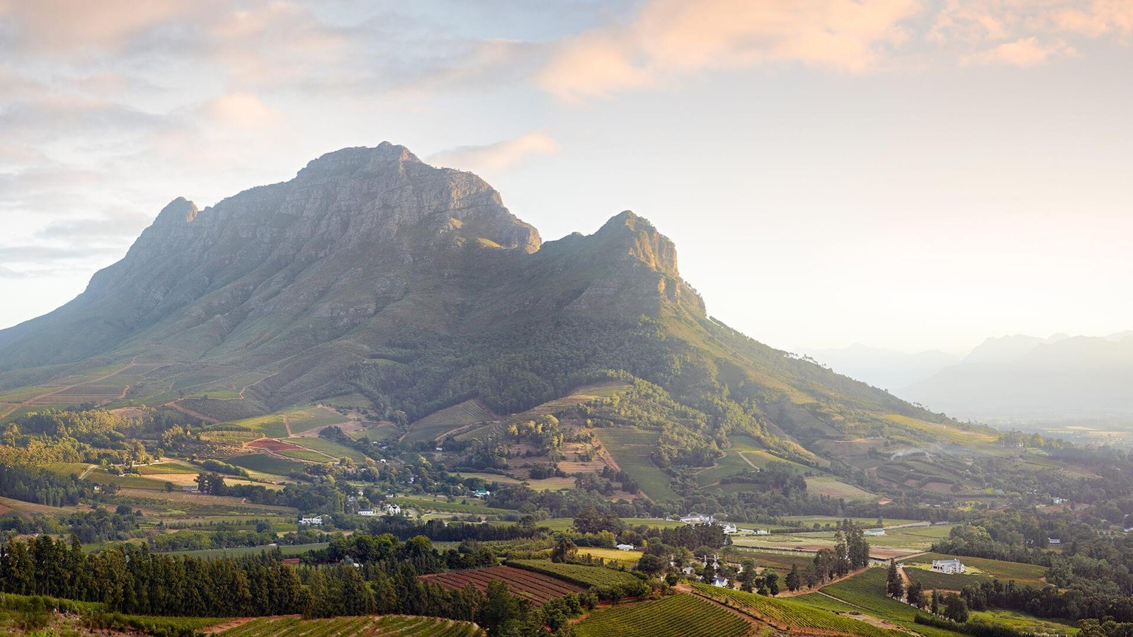 Capensis Wines
