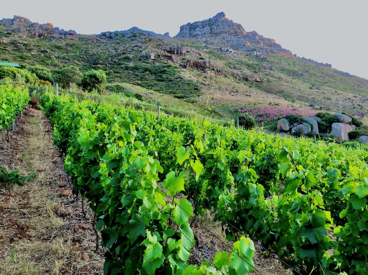 Hout Bay Vineyards