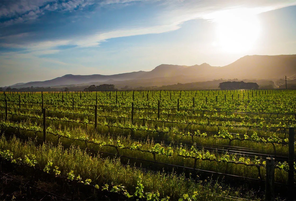 Wildekrans Wine Estate